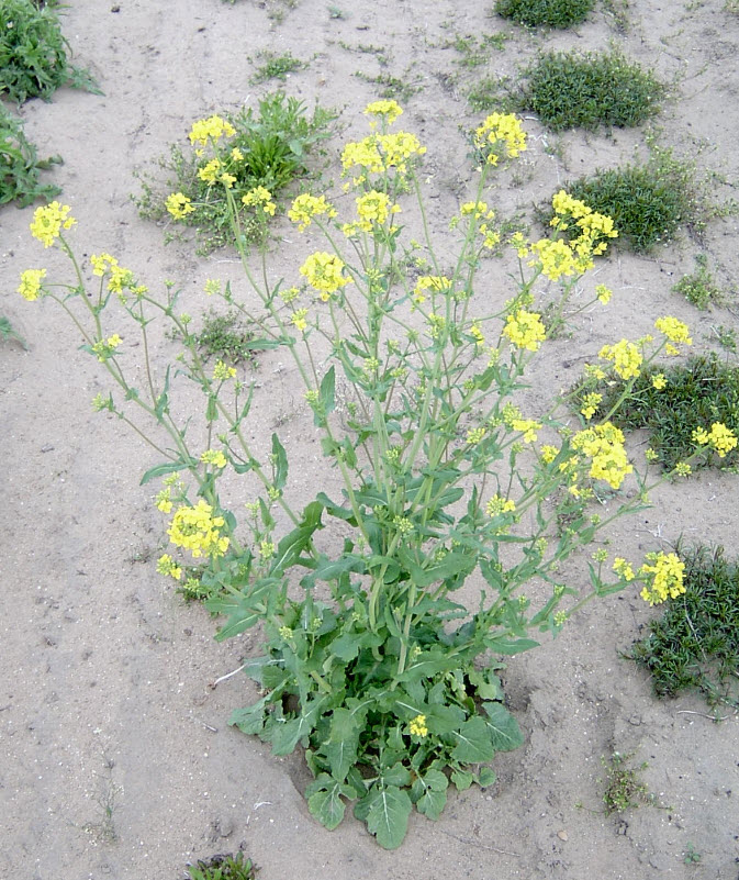 Introducing Wild Mustard the Super Weed Norbert Haupt