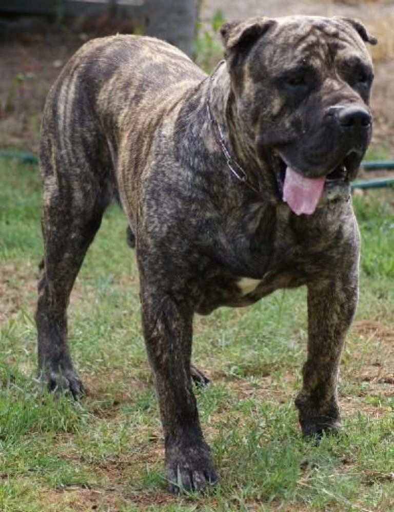 Movie Review Bullet Head Norbert Haupt